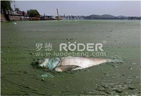 羅德凸輪轉子泵 羅德凸輪轉子泵