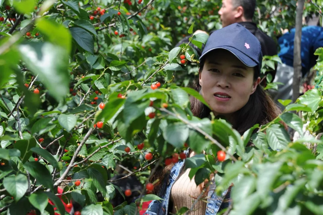 櫻桃節活動 櫻桃節活動